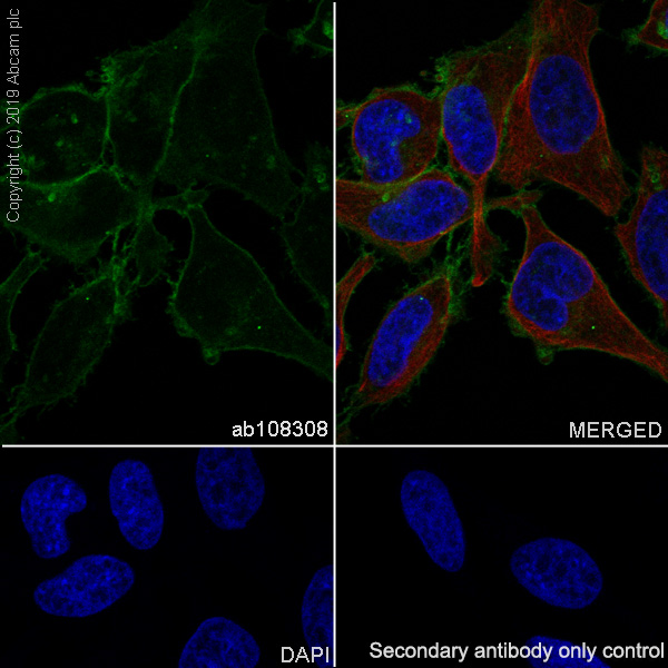 Immunocytochemistry/ Immunofluorescence - Anti-CD147 antibody [EPR4053] (AB108308), expandable thumbnail