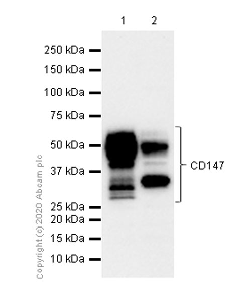 Western blot - Anti-CD147 antibody [EPR4053] (AB108308), expandable thumbnail