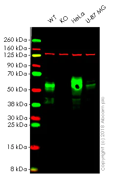Western blot - Anti-CD147 antibody [EPR4053] (AB108308)