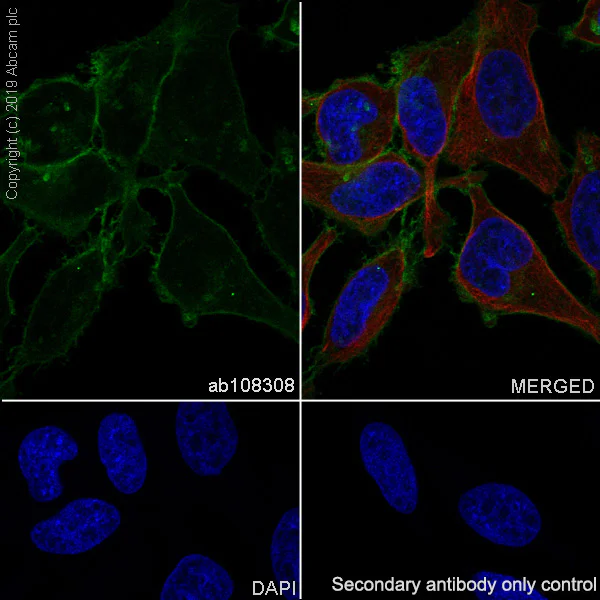 Immunocytochemistry/ Immunofluorescence - Anti-CD147 antibody [EPR4053] - BSA and Azide free (AB247626)