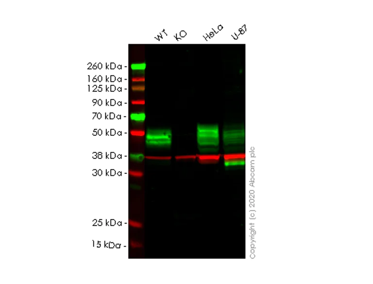 Western blot - Anti-CD147 antibody [EPR4053] - BSA and Azide free (AB247626)