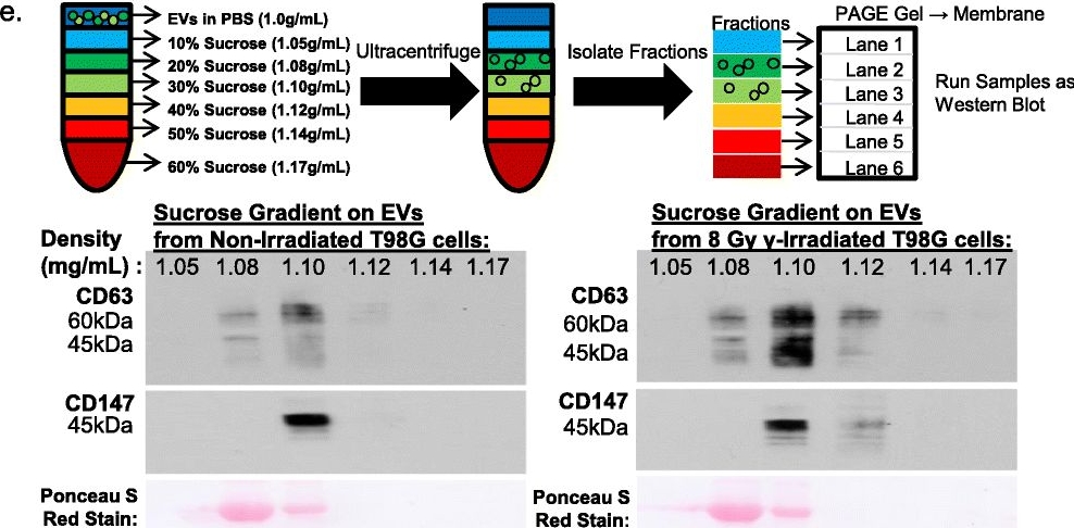 Western blot - Anti-CD147 antibody [MEM-M6/1] (ab666), expandable thumbnail