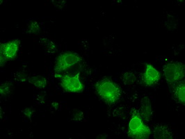 Immunocytochemistry/ Immunofluorescence - Anti-CD147 antibody [OTI9B10] (AB119020), expandable thumbnail