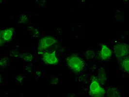 Immunocytochemistry/ Immunofluorescence - Anti-CD147 antibody [OTI9B10] (AB119020)