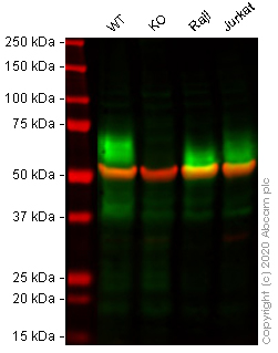 Western blot - Anti-CD147 antibody [OTI9B10] (AB119020), expandable thumbnail