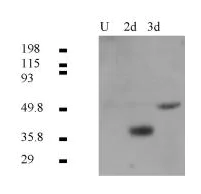 Western blot - Anti-CD147 antibody [OX114] (AB34016)