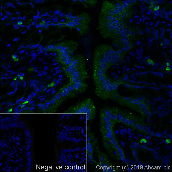 Immunohistochemistry (Frozen sections) - Anti-CD147 antibody [OX47] (AB238462)
