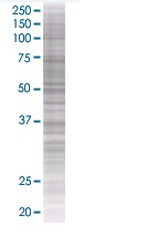 CD147 overexpression 293T lysate (whole cell)