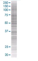 SDS-PAGE - CD147 overexpression 293T lysate (whole cell) (AB94097)