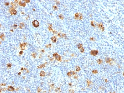 Immunohistochemistry (Formalin/PFA-fixed paraffin-embedded sections) - Anti-CD15 antibody [FUT4/1478R] - BSA and Azide free (AB218869)