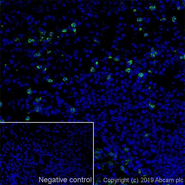 Immunohistochemistry (Frozen sections) - Anti-CD15 antibody [MMA] (AB17080)