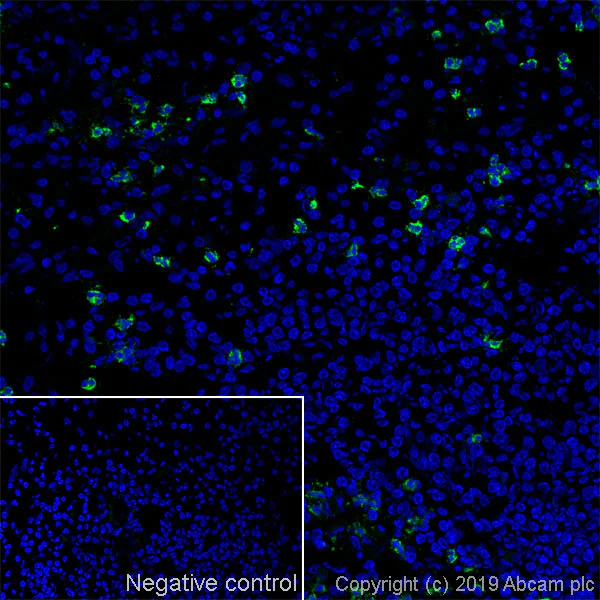 Immunohistochemistry (Frozen sections) - Anti-CD15 antibody [MMA] (AB17080)