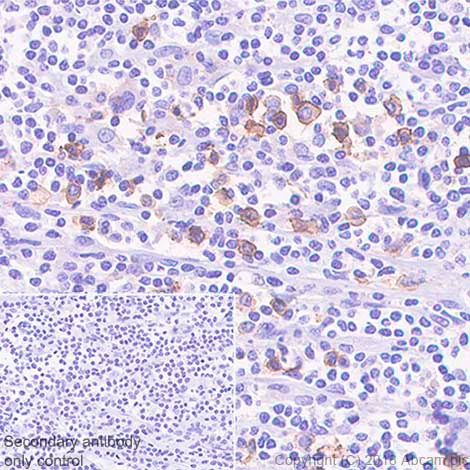 Immunohistochemistry (Formalin/PFA-fixed paraffin-embedded sections) - Anti-CD15 antibody [SP159] (AB135377)