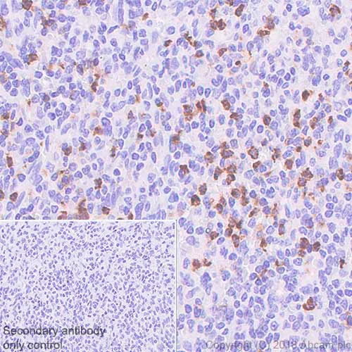 Immunohistochemistry (Formalin/PFA-fixed paraffin-embedded sections) - Anti-CD15 antibody [SP159] - BSA and Azide free (AB240092)