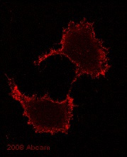 Immunocytochemistry/ Immunofluorescence - Anti-CD151 antibody [11G5a] (AB33315), expandable thumbnail
