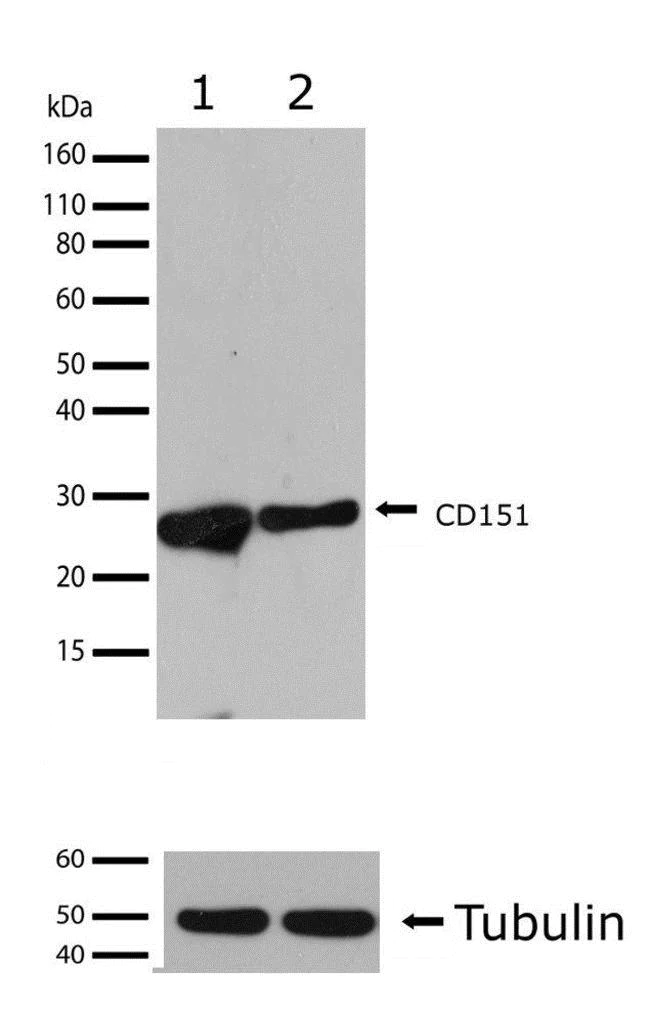 Western blot - Anti-CD151 antibody [17HCLC] (AB277795)