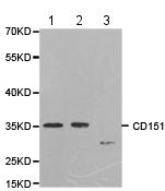 Western blot - Anti-CD151 antibody (AB185684)