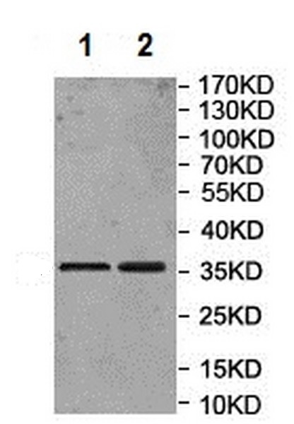 Western blot - Anti-CD151 antibody (AB201174), expandable thumbnail