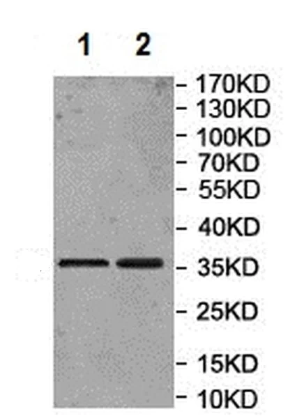 Western blot - Anti-CD151 antibody (AB201174)