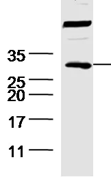 Western blot - Anti-CD151 antibody (AB217357)