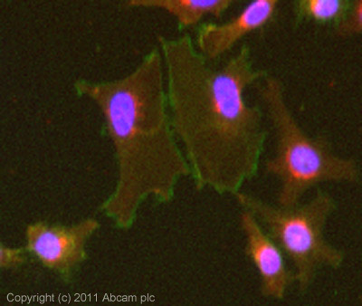 Immunocytochemistry/ Immunofluorescence - Anti-CD151 antibody [B-E31] - BSA and Azide free (AB27406)