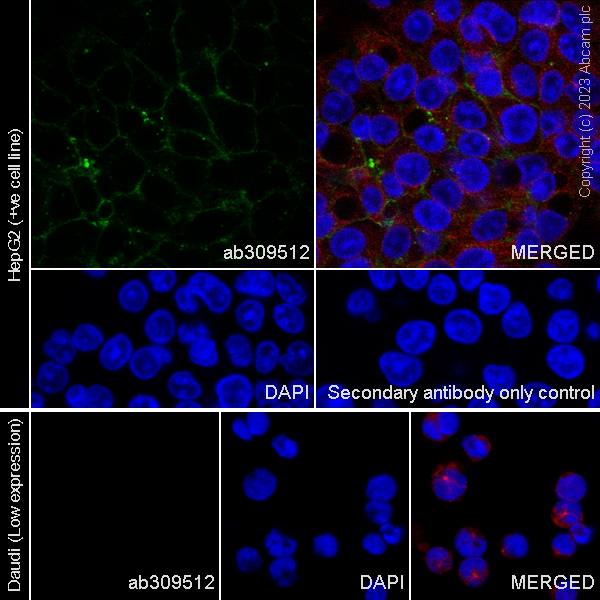 Immunocytochemistry/ Immunofluorescence - Anti-CD151 antibody [EPR27423-31] (AB309512), expandable thumbnail