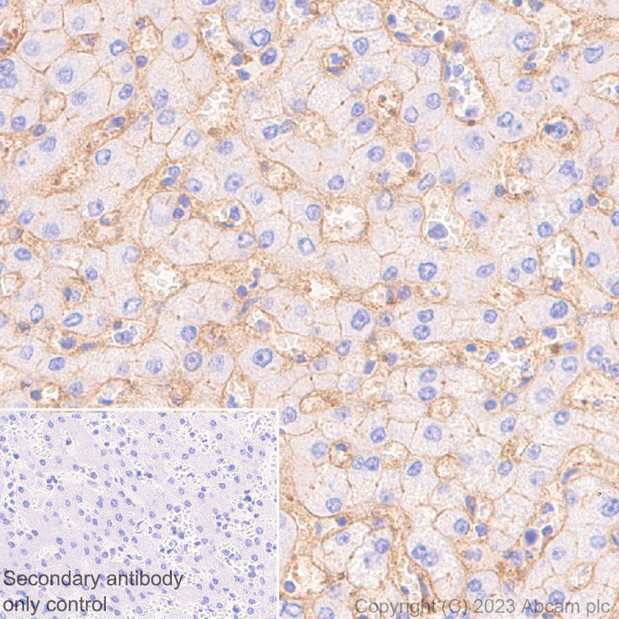 Immunohistochemistry (Formalin/PFA-fixed paraffin-embedded sections) - Anti-CD151 antibody [EPR27423-31] (ab309512), expandable thumbnail