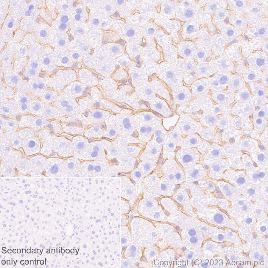 Immunohistochemistry (Formalin/PFA-fixed paraffin-embedded sections) - Anti-CD151 antibody [EPR27423-31] (ab309512), expandable thumbnail