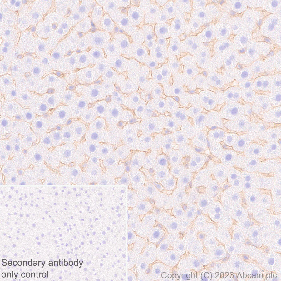 Immunohistochemistry (Formalin/PFA-fixed paraffin-embedded sections) - Anti-CD151 antibody [EPR27423-31] (ab309512), expandable thumbnail