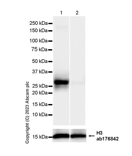 Western blot - Anti-CD151 antibody [EPR27423-31] (AB309512), expandable thumbnail