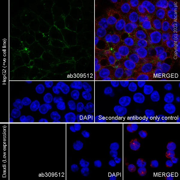 Immunocytochemistry/ Immunofluorescence - Anti-CD151 antibody [EPR27423-31] - BSA and Azide free (AB309513)