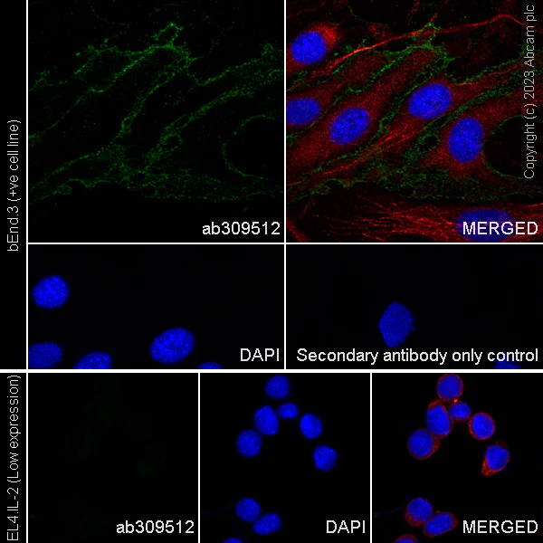Immunocytochemistry/ Immunofluorescence - Anti-CD151 antibody [EPR27423-31] - BSA and Azide free (AB309513)