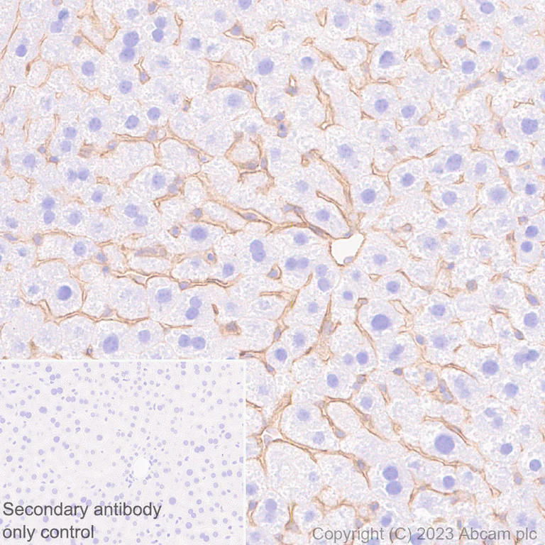 Immunohistochemistry (Formalin/PFA-fixed paraffin-embedded sections) - Anti-CD151 antibody [EPR27423-31] - BSA and Azide free (AB309513)