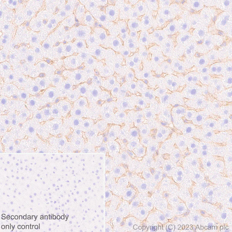Immunohistochemistry (Formalin/PFA-fixed paraffin-embedded sections) - Anti-CD151 antibody [EPR27423-31] - BSA and Azide free (AB309513)