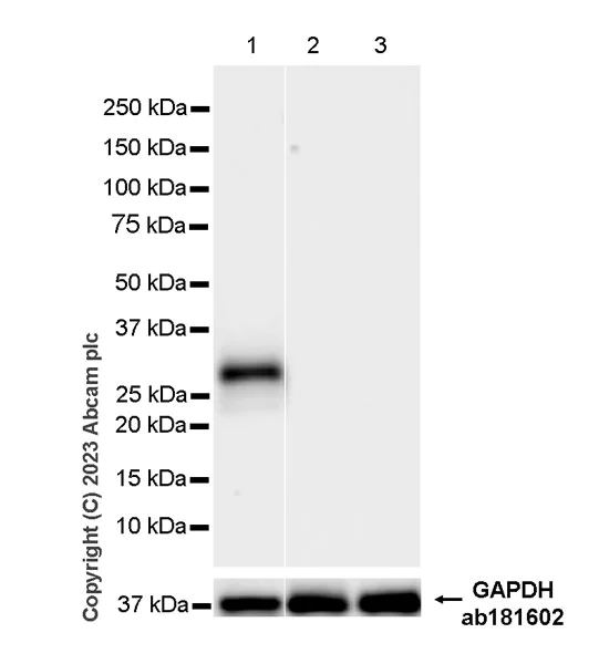 Western blot - Anti-CD151 antibody [EPR27423-31] - BSA and Azide free (AB309513)