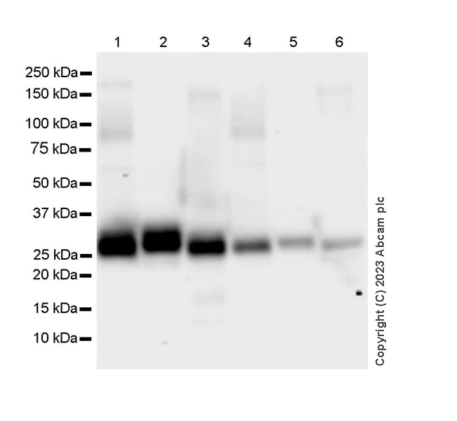 Western blot - Anti-CD151 antibody [EPR27423-31] - BSA and Azide free (AB309513)