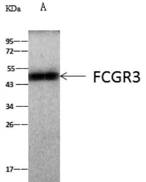 Immunoprecipitation - Anti-CD16 antibody [015] - BSA and Azide free (AB276040)