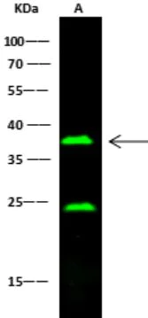 Western blot - Anti-CD16 antibody [015] - BSA and Azide free (AB276040)