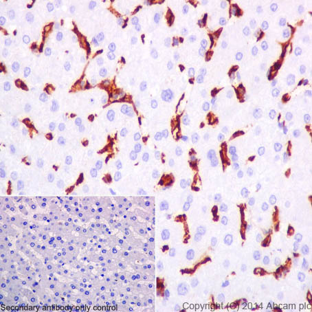 Immunohistochemistry (Formalin/PFA-fixed paraffin-embedded sections) - Anti-CD16 antibody [EPR16784] - C-terminal (AB198507), expandable thumbnail