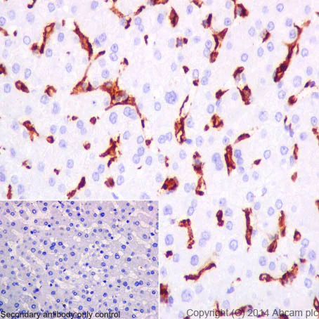 Immunohistochemistry (Formalin/PFA-fixed paraffin-embedded sections) - Anti-CD16 antibody [EPR16784] - C-terminal (AB198507)