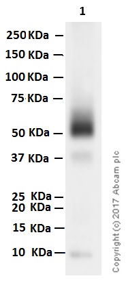 Western blot - Anti-CD16 antibody [EPR16784] - C-terminal (AB198507), expandable thumbnail