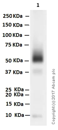 Western blot - Anti-CD16 antibody [EPR16784] - C-terminal (AB198507)