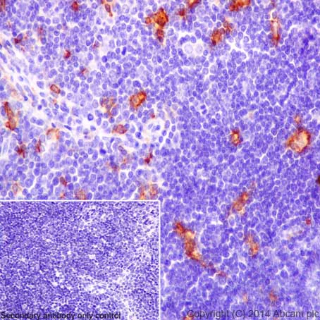 Immunohistochemistry (Formalin/PFA-fixed paraffin-embedded sections) - Anti-CD16 antibody [EPR16784] - Low endotoxin, Azide free (AB215977)