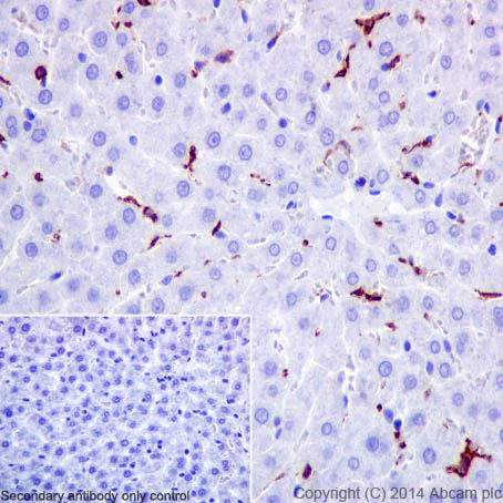 Immunohistochemistry (Formalin/PFA-fixed paraffin-embedded sections) - Anti-CD16 antibody [EPR16784] - Low endotoxin, Azide free (AB215977)