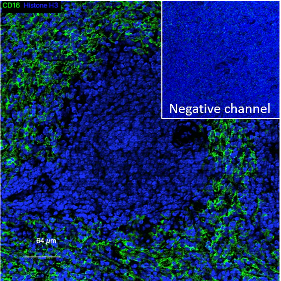 Anti-CD16 antibody [EPR16784] - Low endotoxin, Carrier free