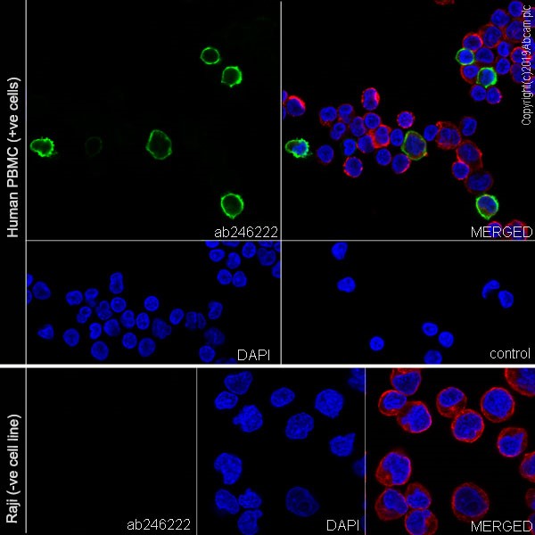 Immunocytochemistry/ Immunofluorescence - Anti-CD16 antibody [EPR22409-124] (AB246222), expandable thumbnail