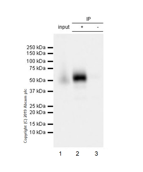 Immunoprecipitation - Anti-CD16 antibody [EPR22409-124] (AB246222), expandable thumbnail