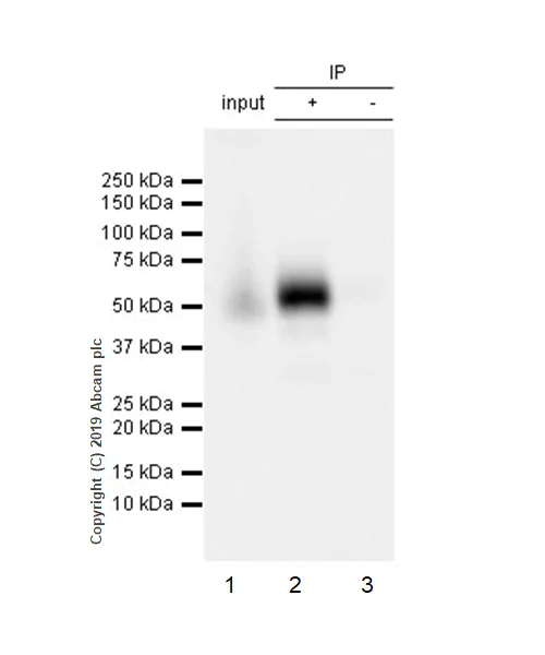 Immunoprecipitation - Anti-CD16 antibody [EPR22409-124] (AB246222)