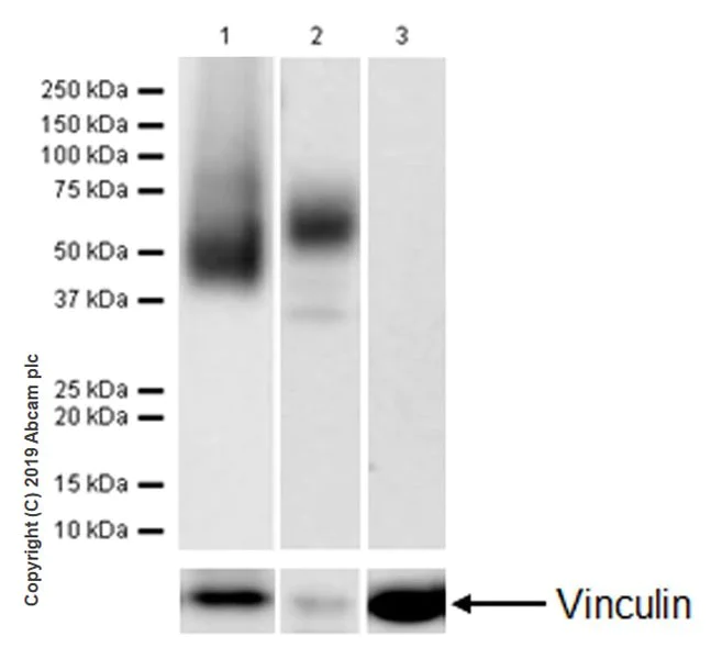 Western blot - Anti-CD16 antibody [EPR22409-124] (AB246222)