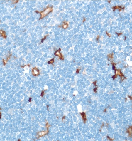 Immunohistochemistry (Formalin/PFA-fixed paraffin-embedded sections) - Anti-CD16 antibody [SP175] - BSA and Azide free (AB243925), expandable thumbnail